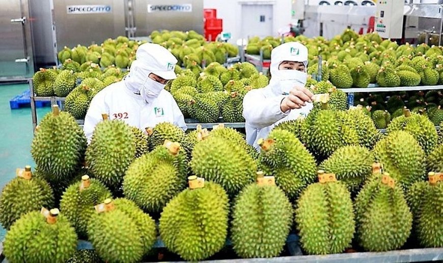 泰国越南榴莲在中国遇困，印尼和马来西亚呼吁本国出口商趁势而上